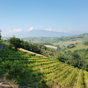 Historic Montepulciano vineyard